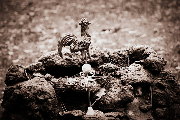 Rooster