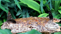 IMG_0017